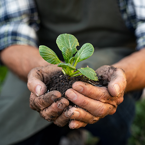 New farmer holding a sprout.