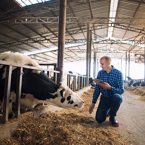 farmer tending livestock